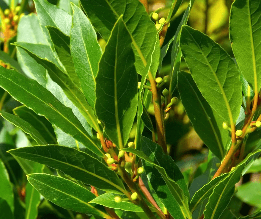 The Oil Within the Plant: Laurel Leaf