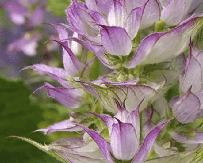 A Mindful Plant Sit With Clary Sage