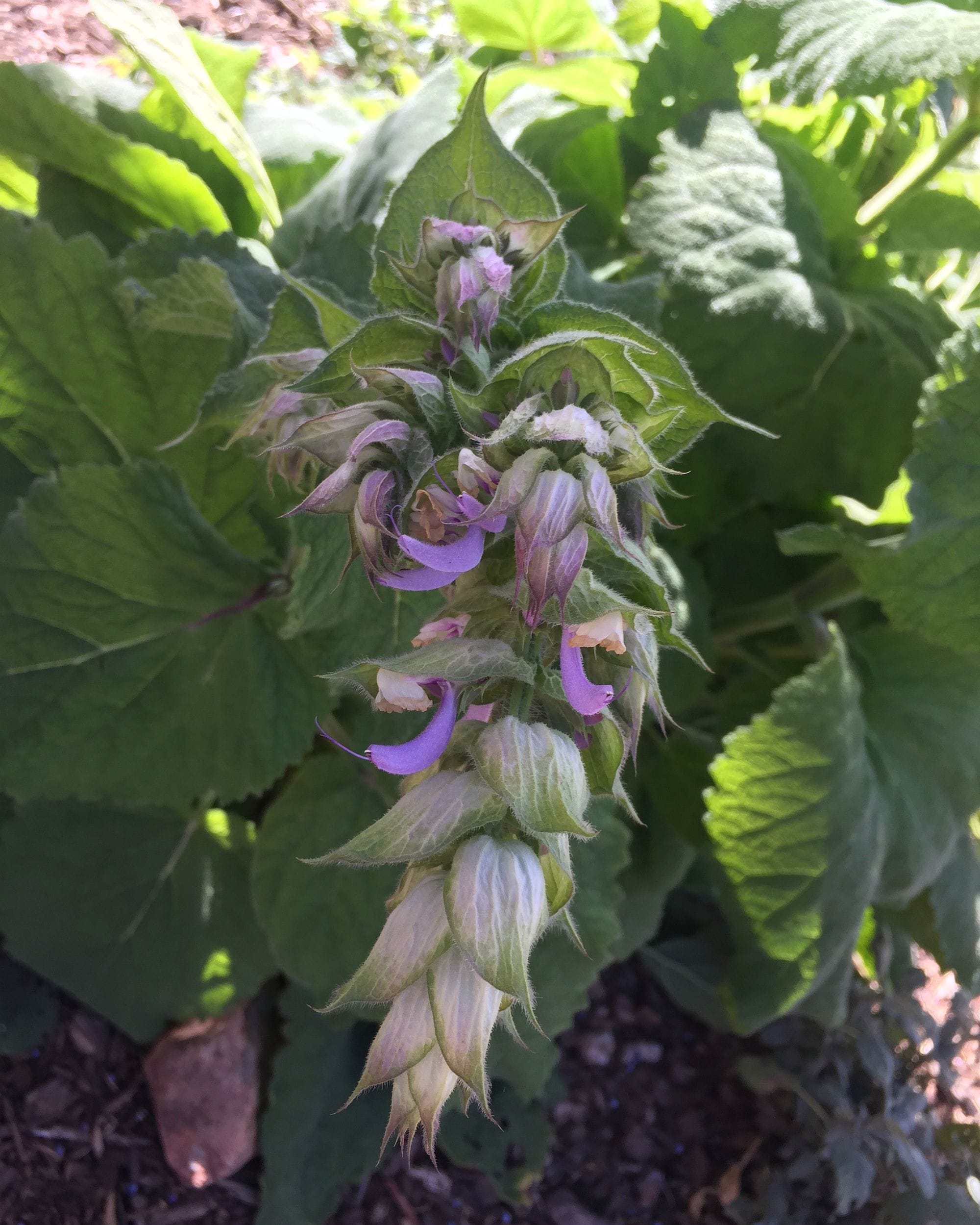 The Plant Behind The Oil With Clary Sage