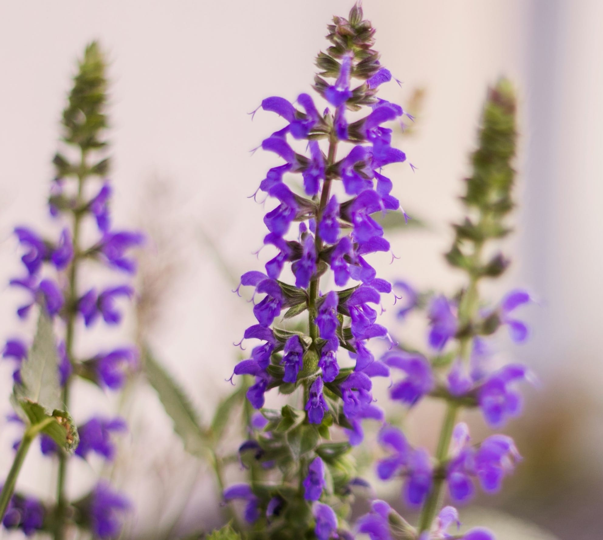 Clary Sage July 2022 Replay