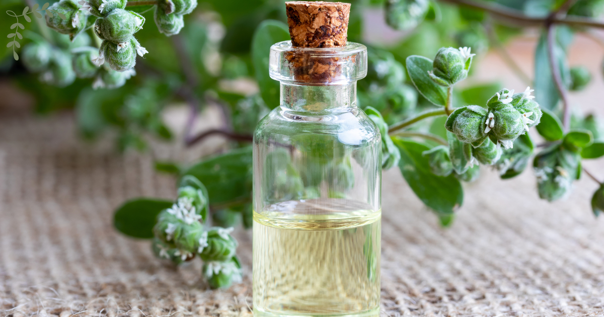 The Oil Within The Plant: Sweet Marjoram