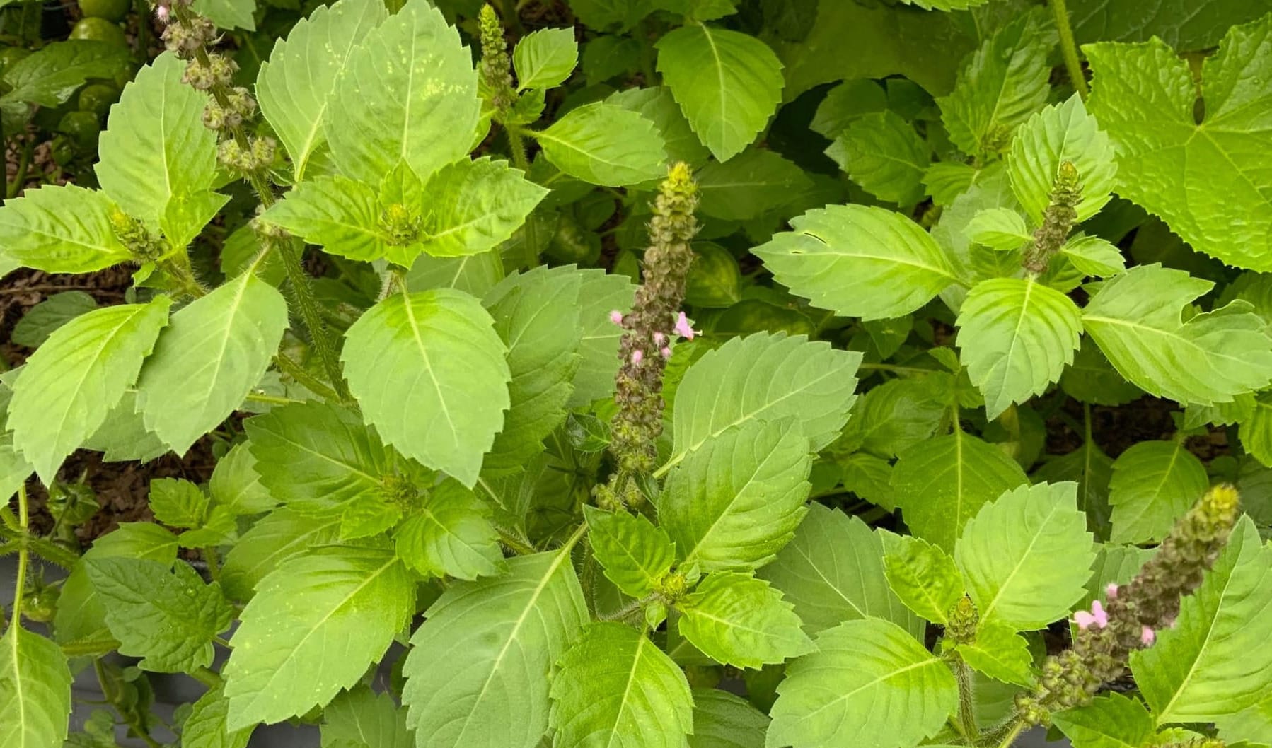 The Oil Within The Plant: Tulsi