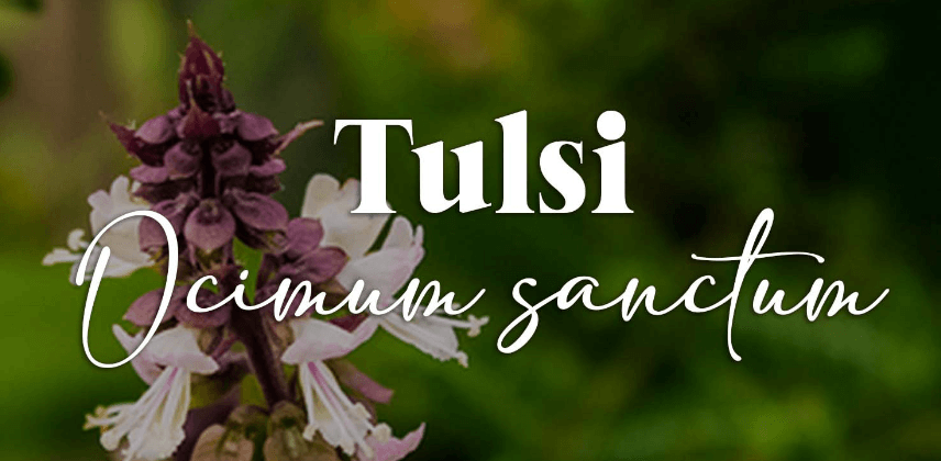 The Plant Behind the Oil: Tulsi