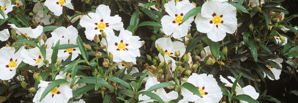 The Oil Within the Plant: Rock Rose