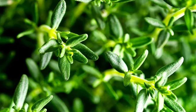 The Oil Within the Plant: Benchmark Thyme