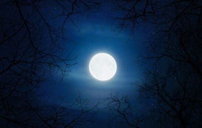 Davana May 2024 Replay