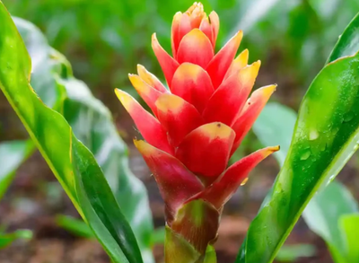 Plai May 2025 Replay