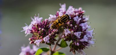 Oregano April 2025 Replay