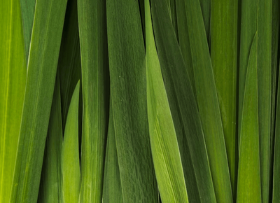 Gingergrass August 2025 Replay