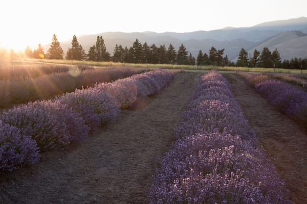 A Mindful Plant Sit With Lavender