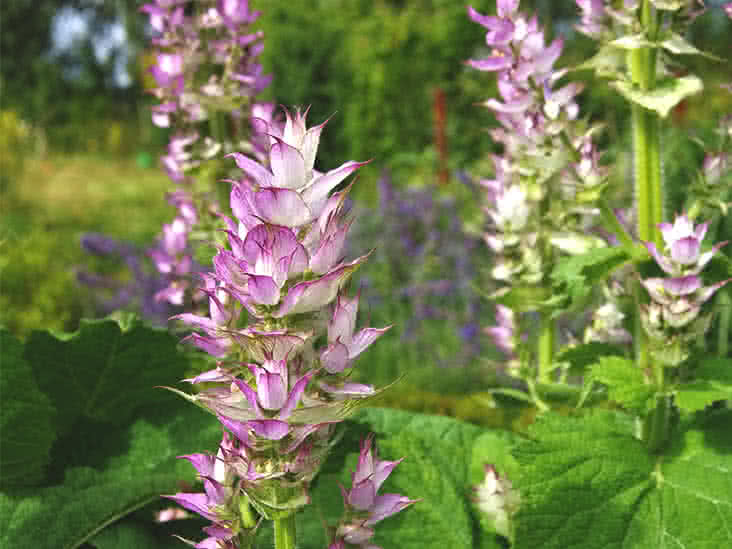 Clary Sage Fresh Perspective Body Wash