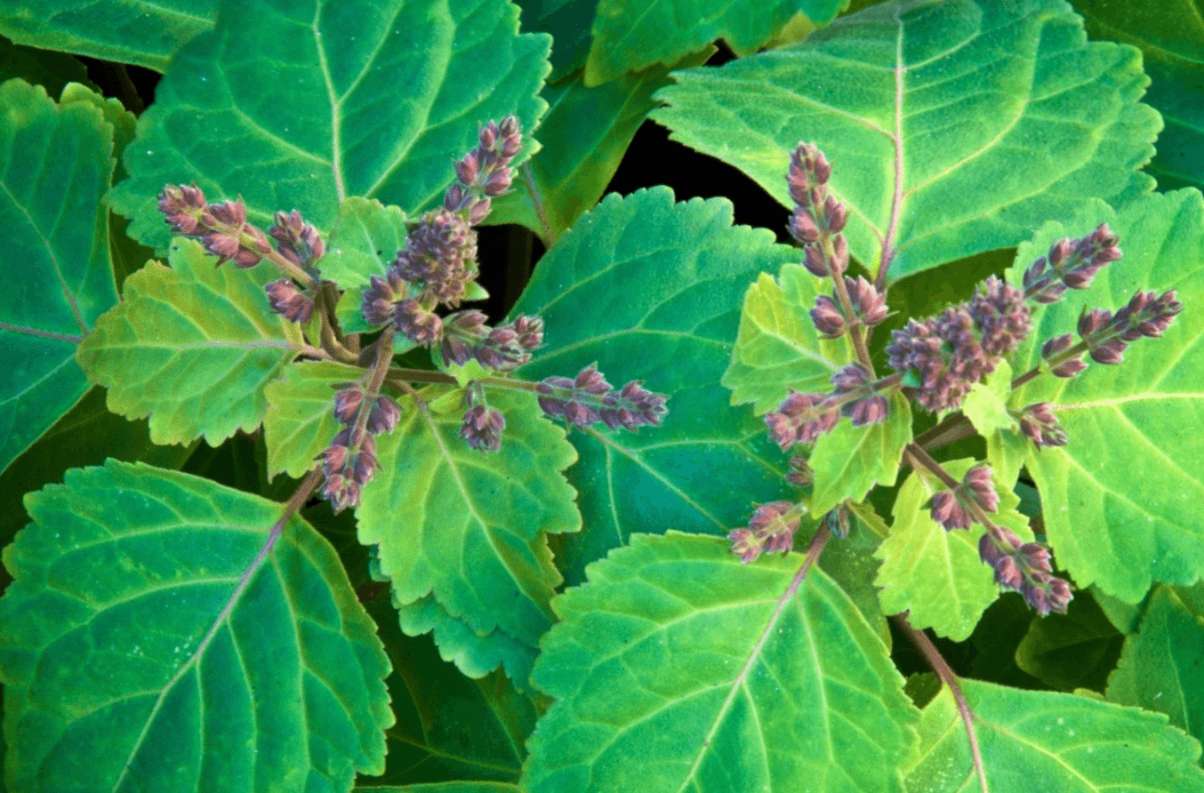 A Mindful Plant Sit with Patchouli