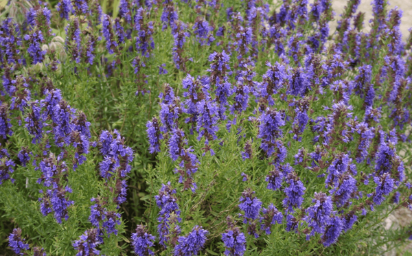 A Mindful Sit with Hyssop