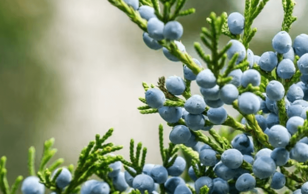 Juniper Berry September 2022 Replay