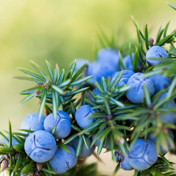 Joint Berry Salve for Fingers, Hands, and Wrists