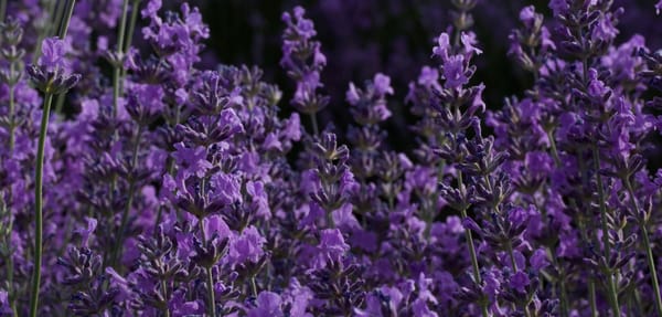 Exotic Cocoa Lavender Body Butter