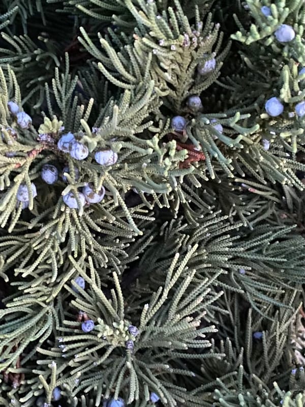 Juniper Berry Infusion for Mosquito Repellent