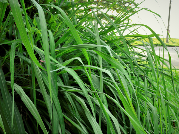 The Plant Behind the Oil: Citronella Java
