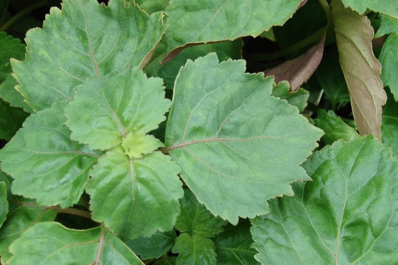 The Plant Behind the Oil: Patchouli