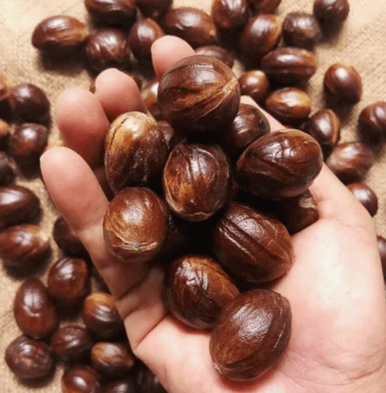 The Plant Behind the Oil: Nutmeg