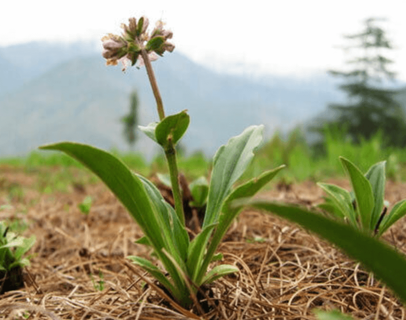 The Plant Behind the Oil: Spikenard