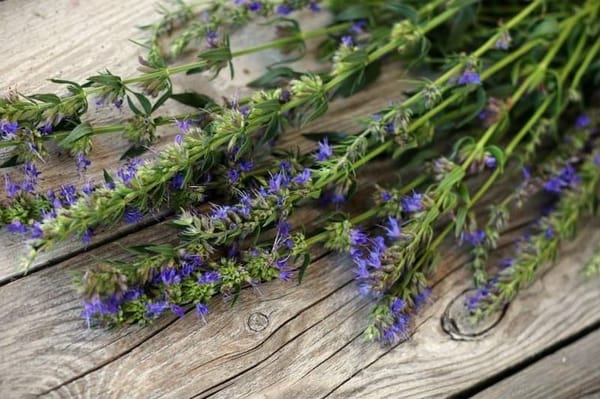The Plant Behind the Oil: Hyssop