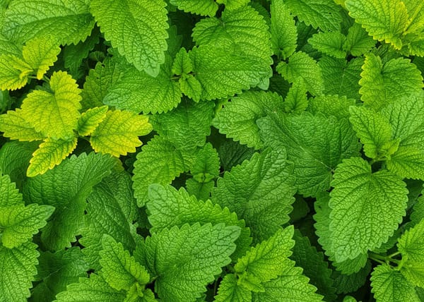 The Plant Behind the Oil: Bergamot Mint
