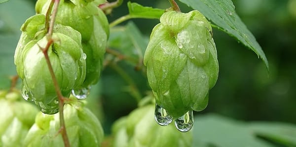 The Plant Behind the Oil: Hops