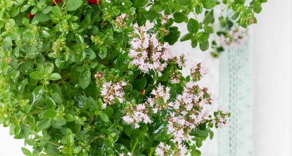 The Plant Behind the Oil: Sweet Marjoram