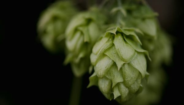 The Oil Within the Plant: Hops