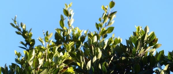 The Plant Behind the Oil: Laurel Leaf