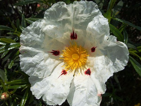 The Plant Behind the Oil: Rock Rose