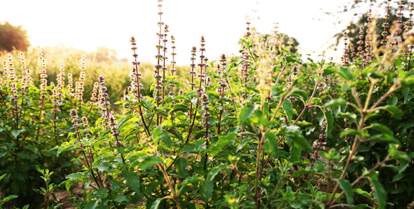 Mindful Sit with Tulsi