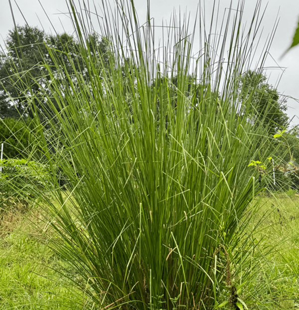 The Plant Behind the Oil: Vetiver