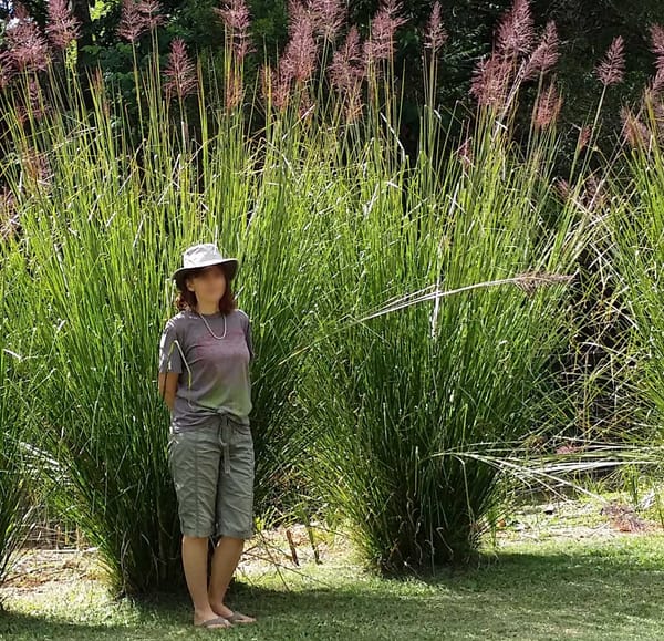 The Oil Within the Plant: Vetiver